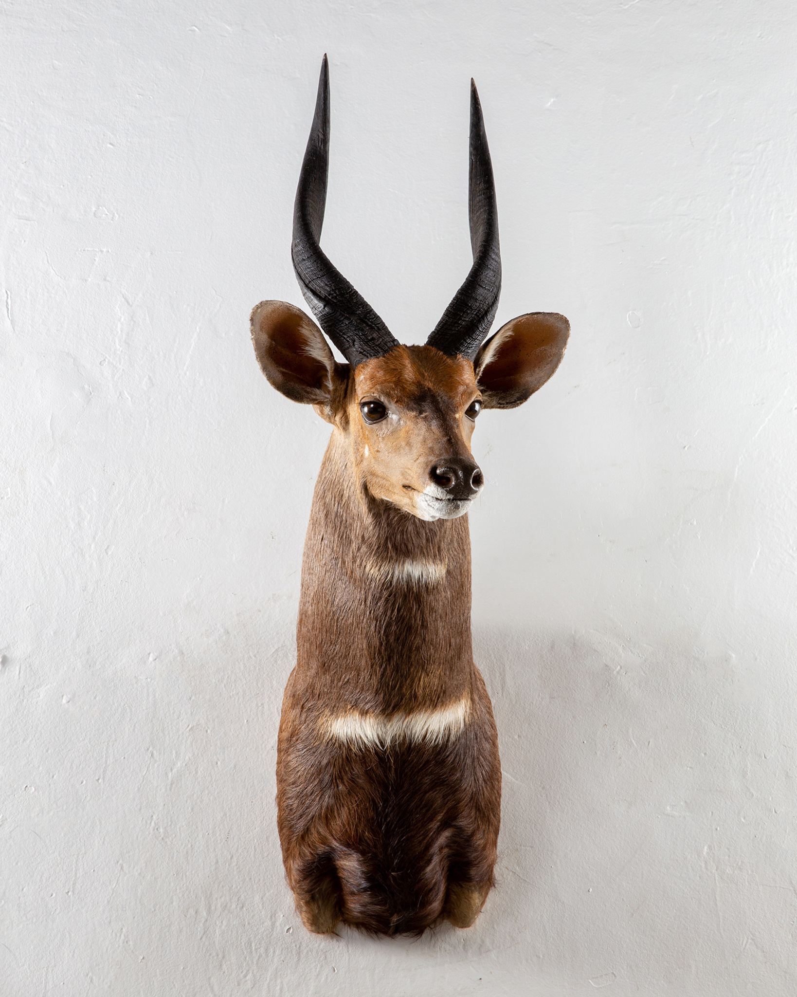Bushbuck Shoulder Mount Splitting Image Taxidermy